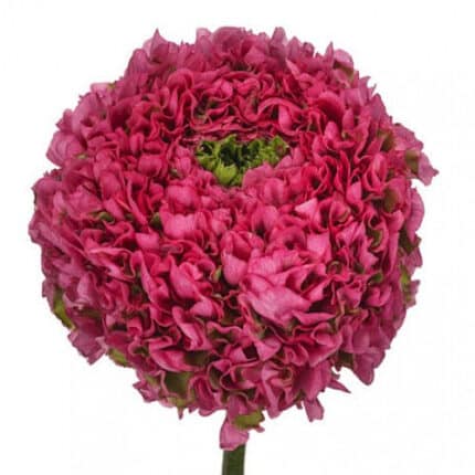 Ranunculus Pon Hot Pink israel