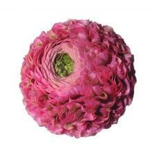 Ranunuculus Pon Hot Pink flboard