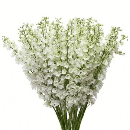 Delph Guardian White tessa