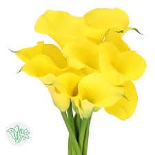 Calla Sunya holl yellow