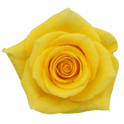 Rose Momentum 70cm tessa
