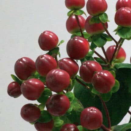 Hypericum Magical Season bella