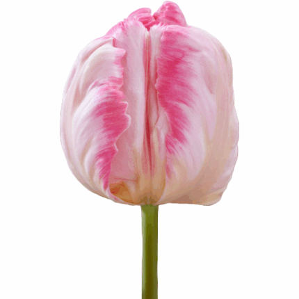 Tulip Parrot Pink Varigated Le