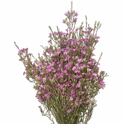 Waxflower Purple Pride tutuli