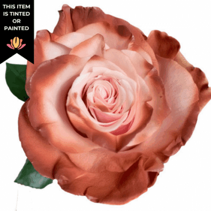 Rose Cold Brew Tinted 50cm pri