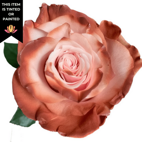 d660dee2-4b09-4d16-a3fd-0f0bf1739cf8.png Rose Cold Brew Tinted 50cm pri - Image 1