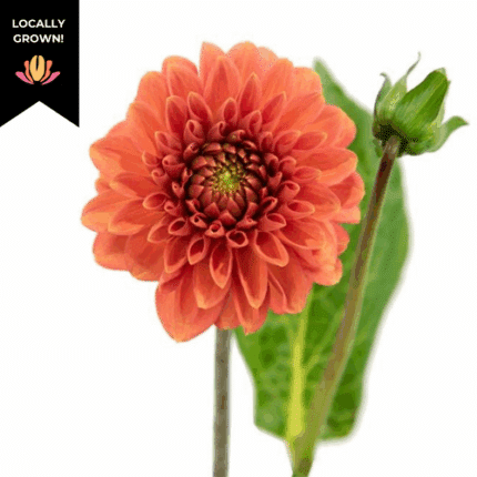 Dahlia Ms. Eileen cramer