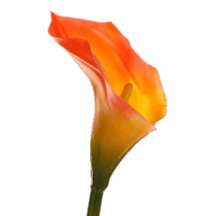 Calla Org continental