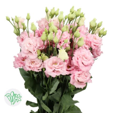 Lisianthus Celebrich Queen hol