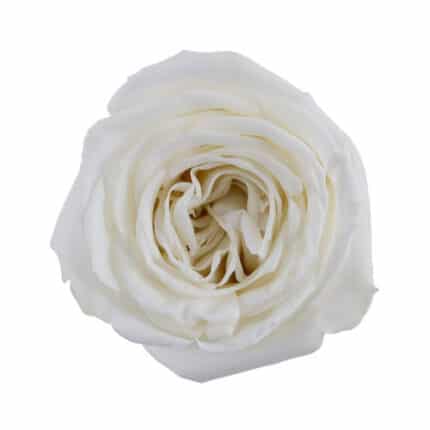 Rose PlayaBlanca 40cm rprima