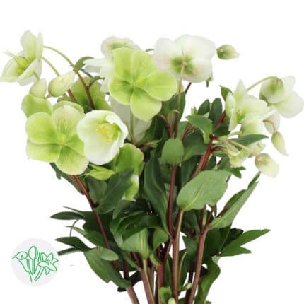 Helleborus Magnificent Bells holland