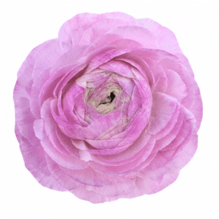 Ranunculus Milka holex