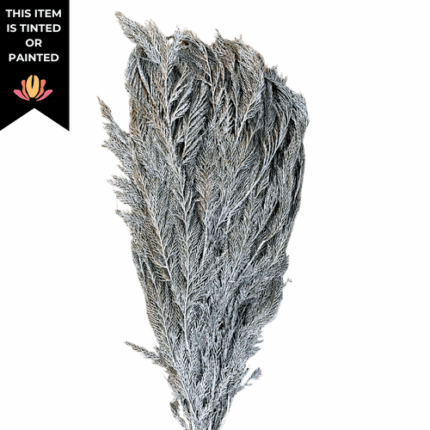 Leyland Cypress Frosted Silver Shimmer