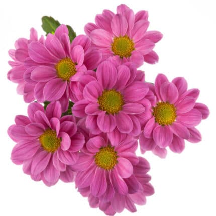 Pom Daisy Plazma Pur. SOLE
