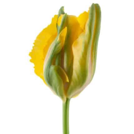 Tulip French La Cour Parrot 60cm