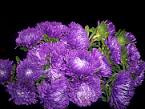 Aster beauty purp alpin(25)