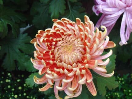 Mum Cremon Peach gdns