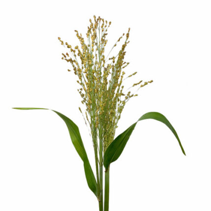 Broomcorn tutuli -