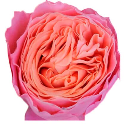 Rose Garden Rosa Loves Me 60cm florecal