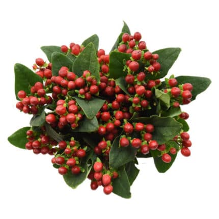 Hypericum True Romance Spray