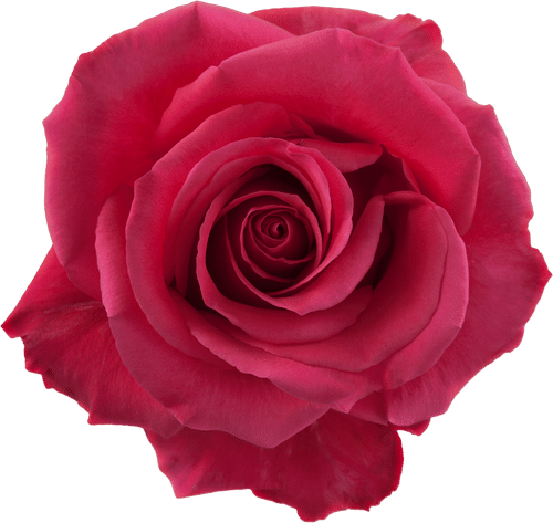 d7078698-5e60-4b93-882c-4463767fa4ca.png Rose Pink Floyd 50cm rfi - Image 1