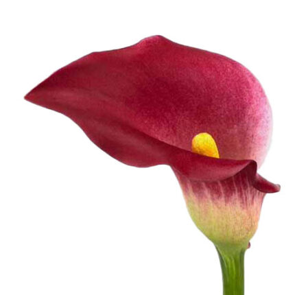Calla Cherry Love esmeralda