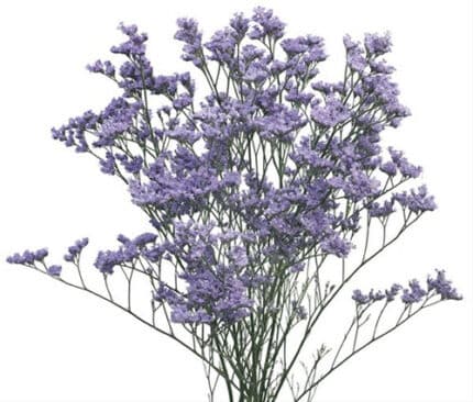 Limonium Misty Blue bella
