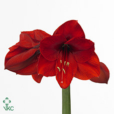 Amaryllis RedLion(stm.) holl