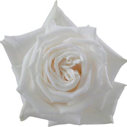 Rose Playa Blanca 60cm Floreca