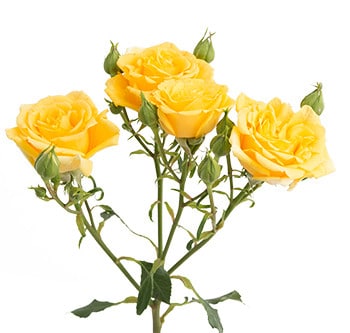 Rose Spray Golden Sensation Fr