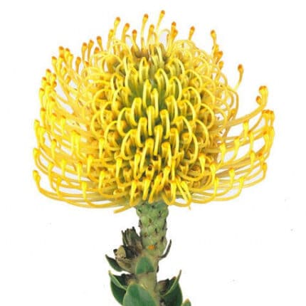 Pins Yellow fbi(STEM)