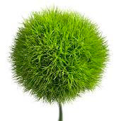 Dianthus grn trick holl 45cm