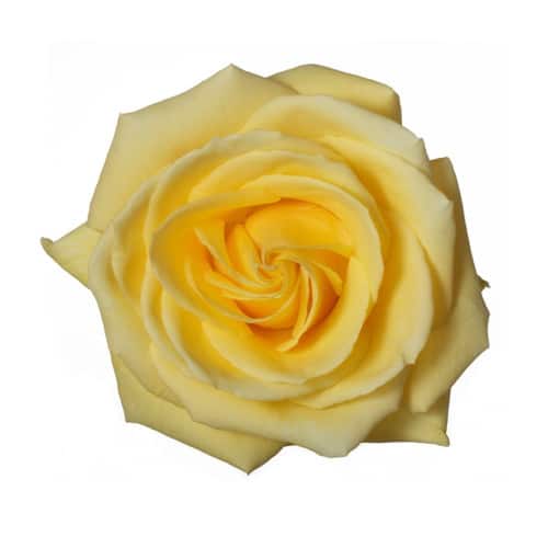 d758dee1-822d-4aec-8627-945a350b1c0e.jpg Rose Gran Dorada 40cm rprima - Image 1