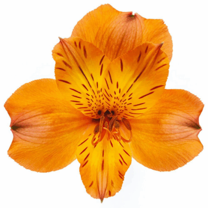 Alstro. Orange  bmark sel