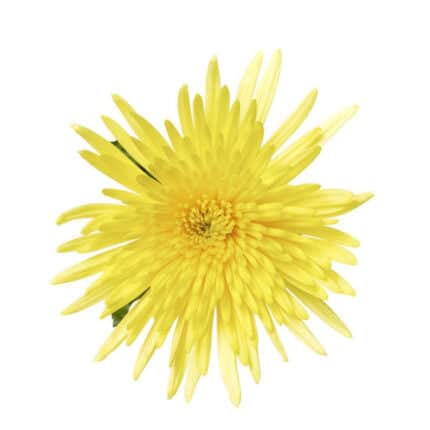 Mum Delistar Yellow holex