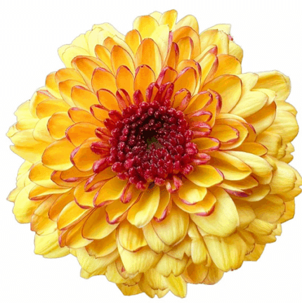 Mum Disbud Ball Shortcake mia