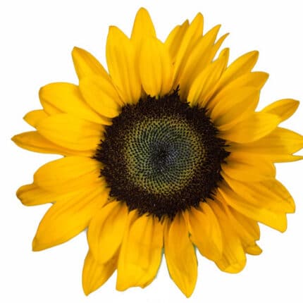 Sunflower Helian Org flboard(5