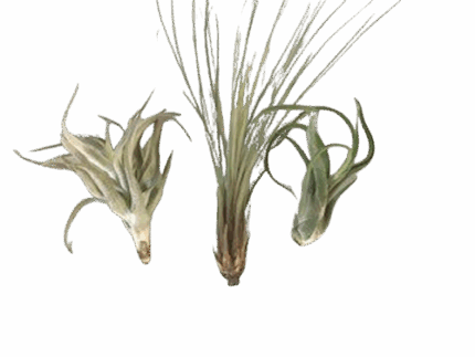 SMALL AIR PLANTS