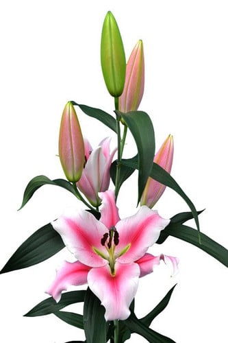 Lily Frontera holl 2bl