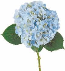 Hydra. Blue Bellablossom(st)