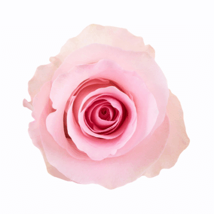 Rose Christa 70cm rprima