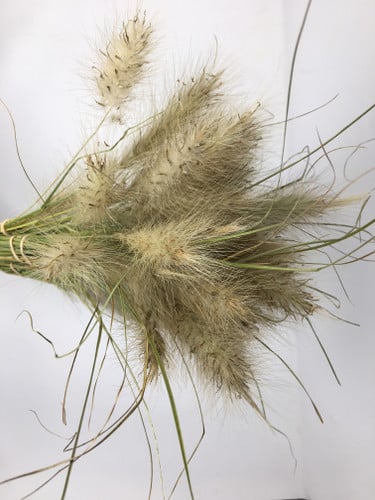 Grass fountain camflor