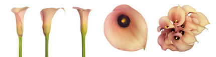 CALLAS mozart 40 sande