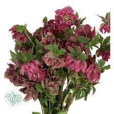 Helleborus Pink Ellen holl
