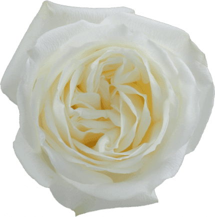 Rose Polo 50cm rprima