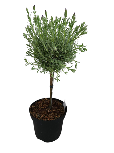 7.5" BLOOMIING LAV TOPIARY