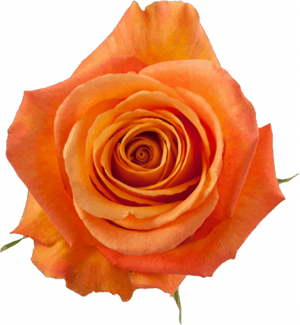 Rose Confidential  50cm rprima