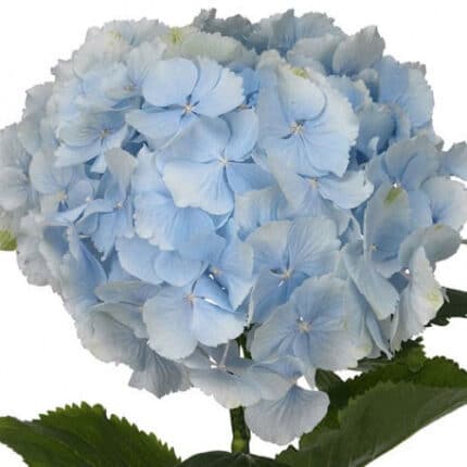 Hydrangea Verena Blue holl(Stem)