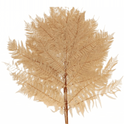 Dried Bracken Fern Natural hol