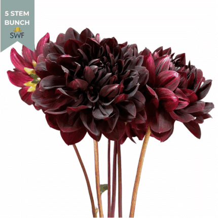 Dahlia Burgundy local(5st) - DAH BURG LOCAL